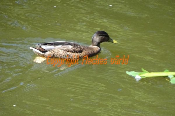 2018-08-08-12-10-520888A6F4-D610-C118-3D97-94CD89307277.jpg